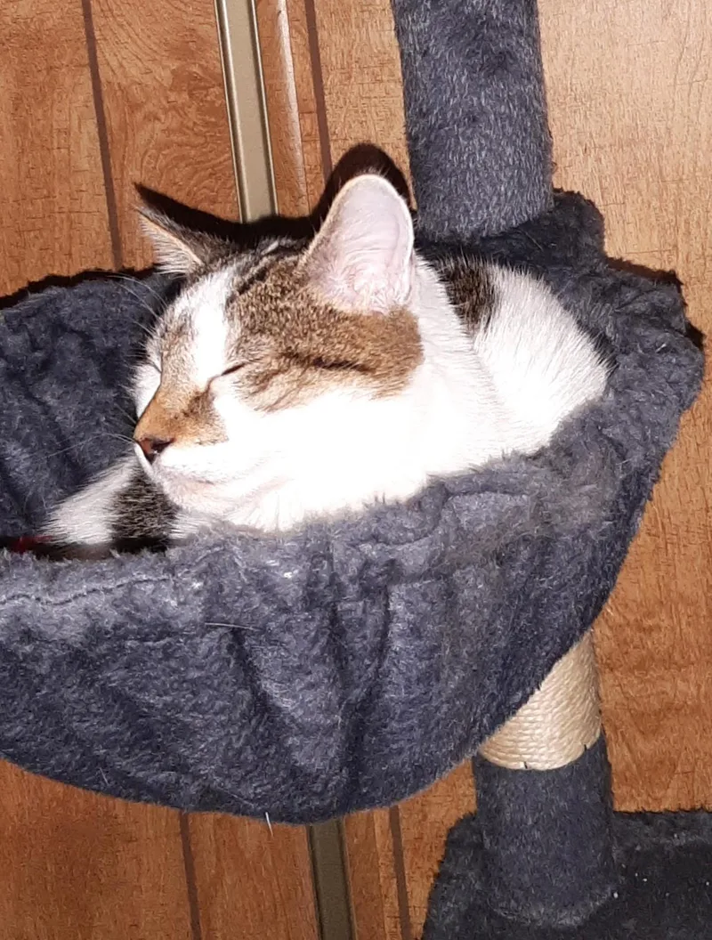 Gwenny The Spunky Little thumbnail 4