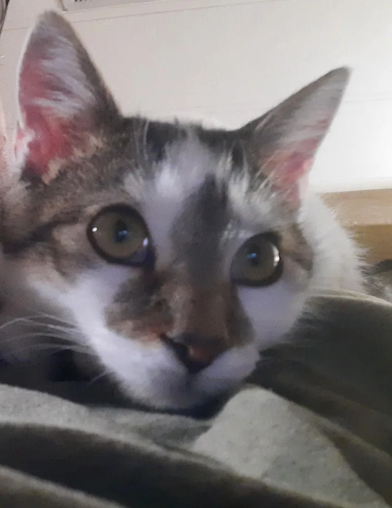 Gwenny The Spunky Little