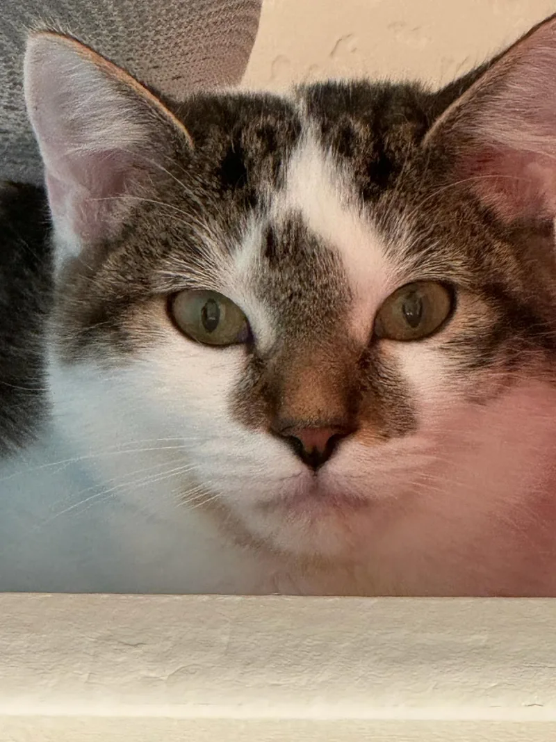 Gwenny The Spunky Little thumbnail 5