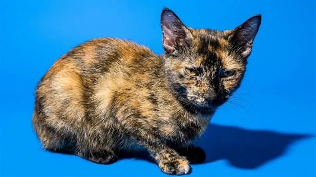 A young small-sized female Domestic Short Hair cat named Tally for adoption in Jacksonville, FL