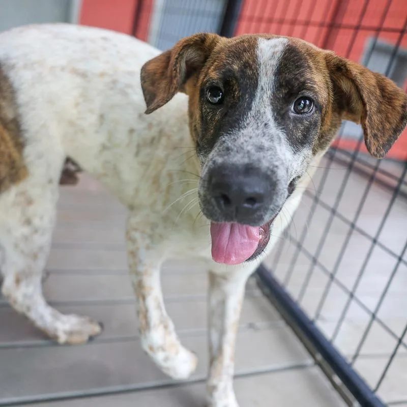 A baby medium-sized male White / Cream Mixed Breed dog named Peanut Butter for adoption in Bradenton, FL