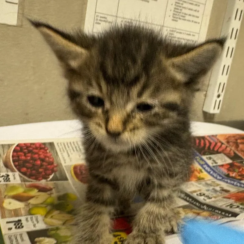 A baby small-sized male Brown / Chocolate Domestic Short Hair cat named Justin Timberlake for adoption in Yuma, AZ