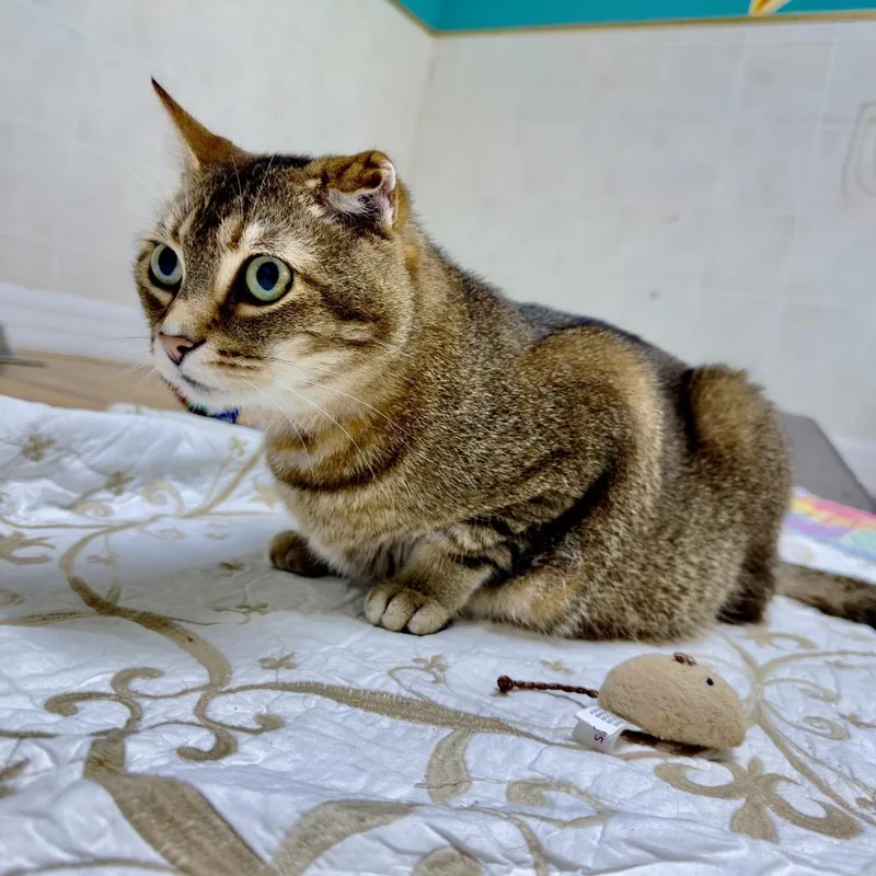 A senior large-sized male Brown / Chocolate Domestic Short Hair cat named Oliver for adoption in Franklin, NC