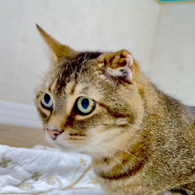 Oliver thumbnail 3