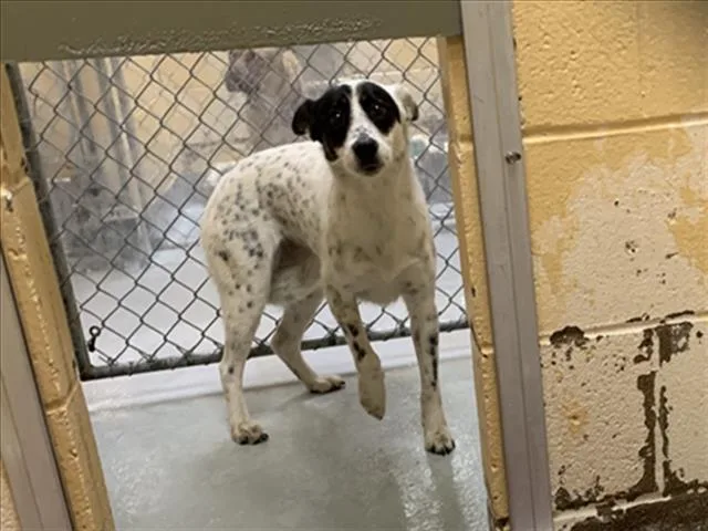 A young medium-sized male Rat Terrier dog named Oswald for adoption in Tulsa, OK