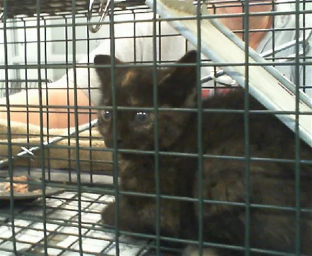 A baby small-sized female Domestic Short Hair cat named Jay for adoption in Charlotte, NC