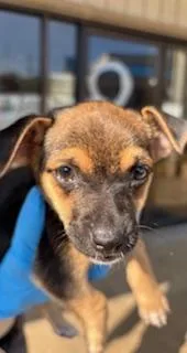A baby medium-sized male Terrier dog named Rowely for adoption in Honolulu, HI