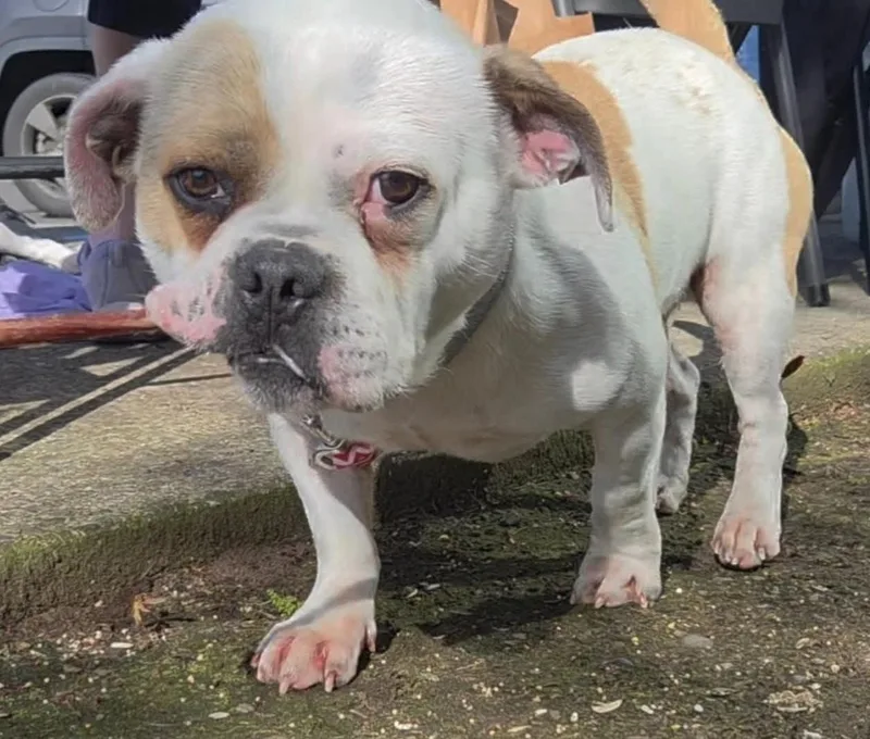 A young medium-sized male Bulldog dog named Lucky for adoption in Salem, OR