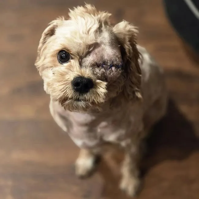 A young small-sized male Poodle dog named Teddie for adoption in San Diego, CA