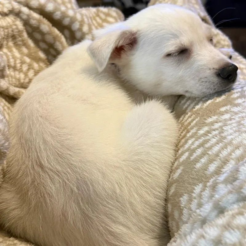 A baby small-sized female White / Cream Mixed Breed dog named Illy for adoption in Buffalo, MN
