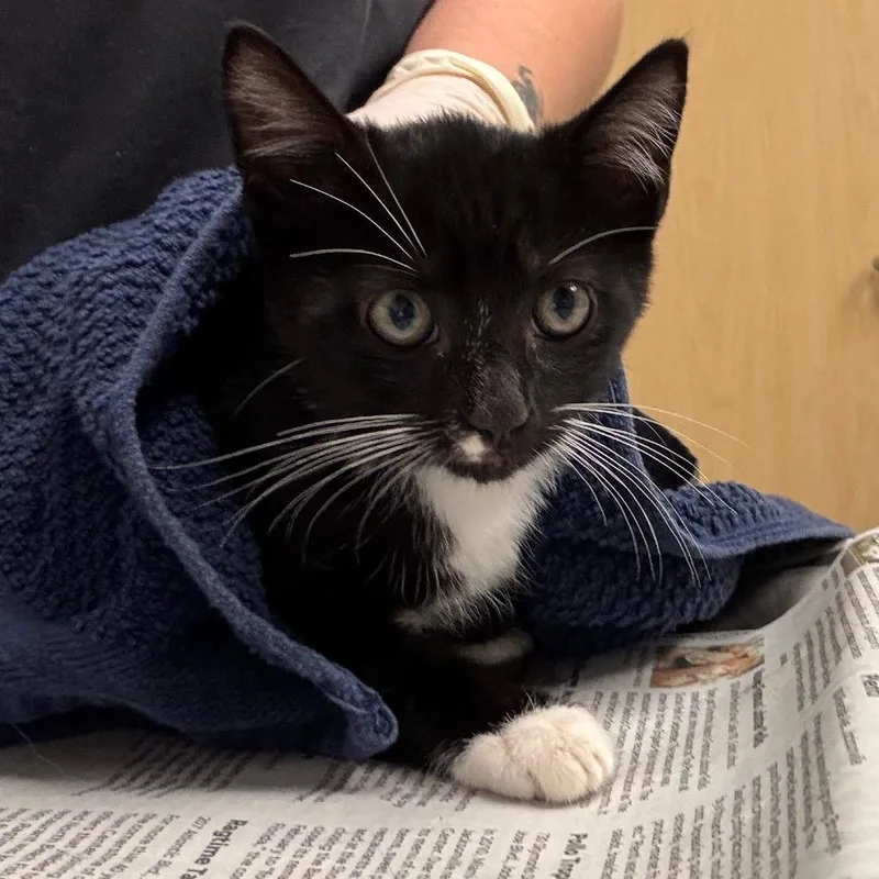 A baby small-sized male Black Domestic Short Hair cat named Andy for adoption in Jacksonville, FL