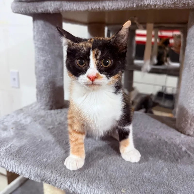 A baby small-sized female Calico Domestic Short Hair cat named Goldie Crock for adoption in Eagle Mountain, UT
