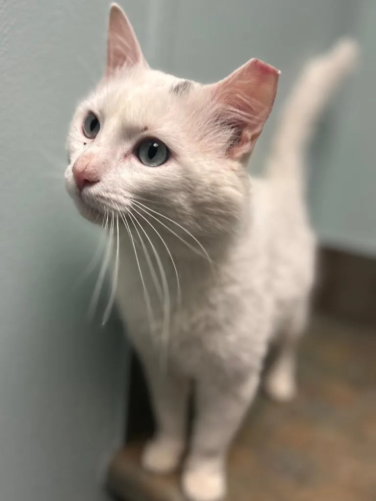 An adult medium-sized male White Domestic Short Hair cat named Cam for adoption in Columbus, NE