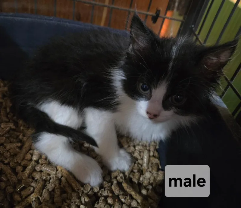 A baby medium-sized male Domestic Long Hair cat named Baguette for adoption in Brainardsville, NY