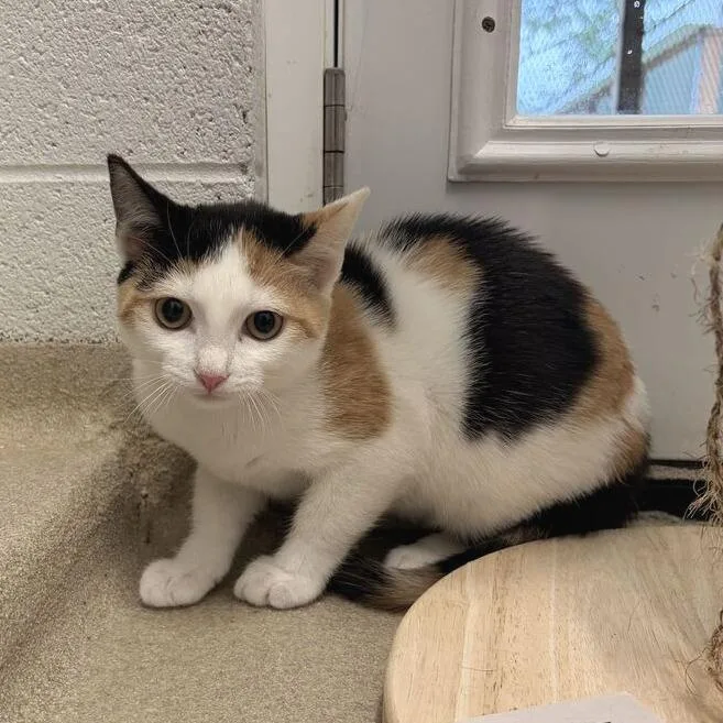 A baby small-sized female Domestic Short Hair cat named Maizie for adoption in Marshall, VA