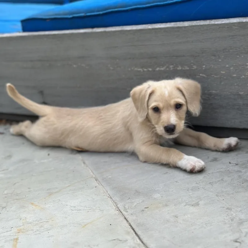 A baby small-sized male Yellow / Tan / Blond / Fawn Terrier dog named Rhino for adoption in Houston, TX