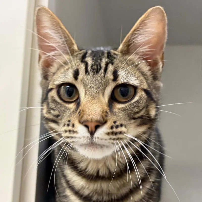 A young medium-sized male Domestic Short Hair cat named Quincy for adoption in Redwood City, CA