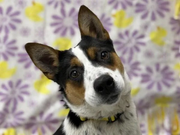 A young medium-sized female Australian Cattle Dog / Blue Heeler dog named Petunia for adoption in Portland, OR