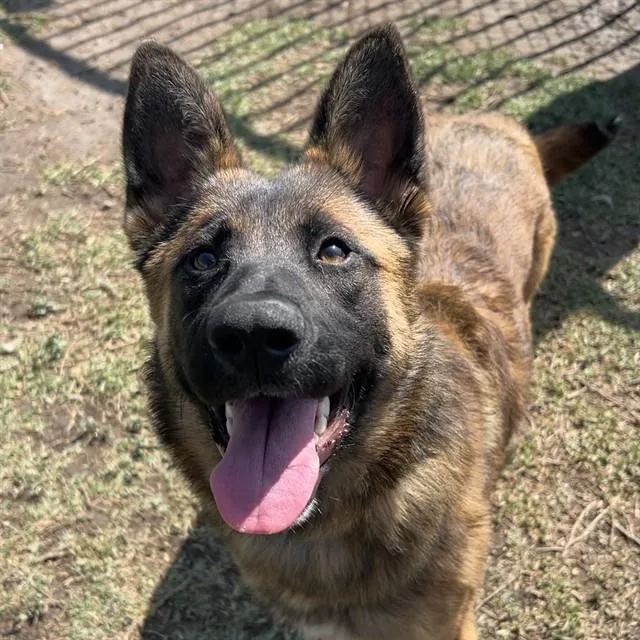 A young medium-sized female Belgian Shepherd / Tervuren dog named Diane for adoption in Riverside, CA