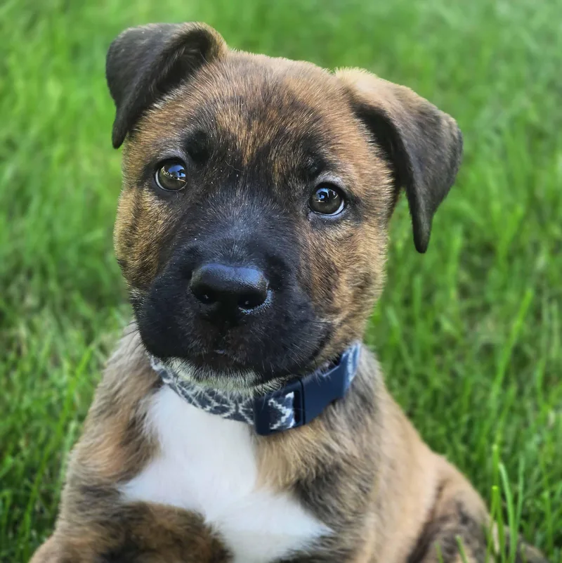 A baby medium-sized male Brindle Mixed Breed dog named Condor for adoption in Itasca, IL
