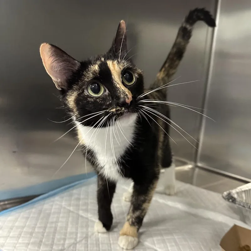 An adult medium-sized female Black Domestic Short Hair cat named Mystery for adoption in Greensboro, NC
