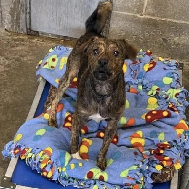 A young small-sized male Brindle Chihuahua dog named Bobo for adoption in Normal, IL