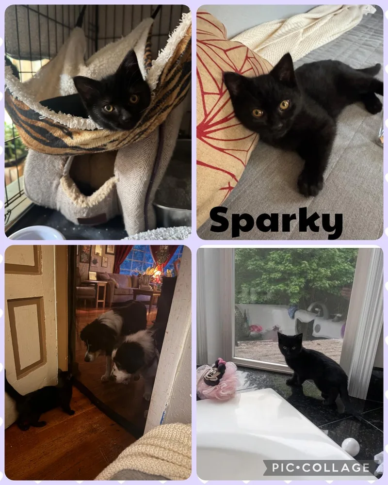 A baby small-sized male Black Domestic Short Hair cat named Sparky for adoption in Newberg, OR