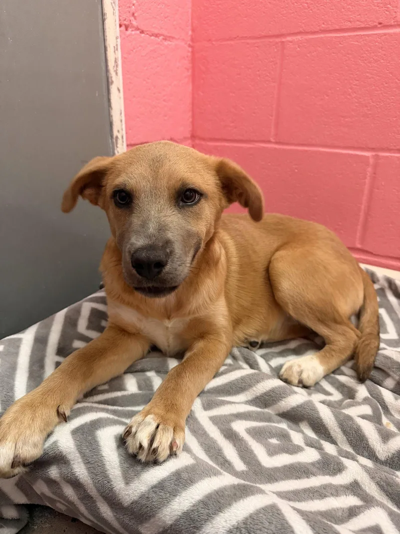 A young medium-sized female Mixed Breed dog named Cherry Coke for adoption in Sanford, NC