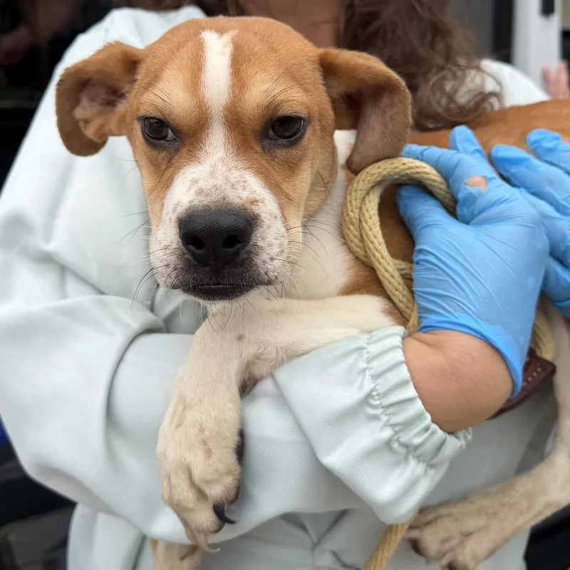 A young small-sized male Brown / Chocolate Beagle dog named Igor for adoption in Delaware, OH