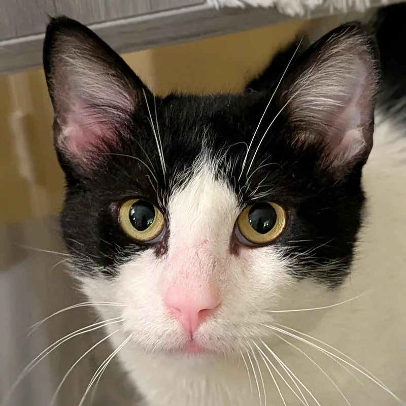 A young medium-sized male Black & White / Tuxedo American Shorthair cat named Gentle Jupiter for adoption in Stamford, CT