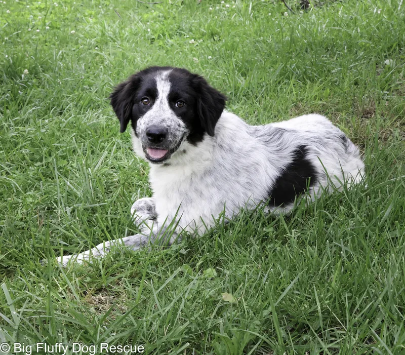A baby large-sized male Black Great Pyrenees dog named Harris for adoption in Nashville, TN