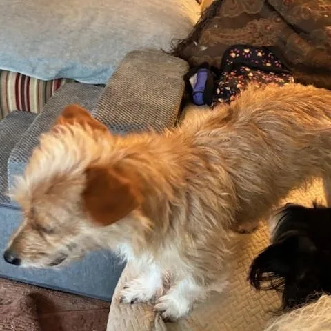 An adult small-sized male Norfolk Terrier dog named Squeak for adoption in Corsicana, TX