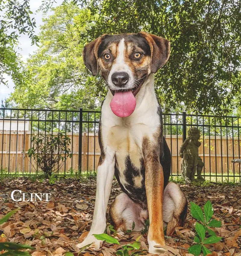 An adult medium-sized male Tricolor (Brown, Black, & White) Catahoula Leopard Dog dog named Clint for adoption in Clinton, ME