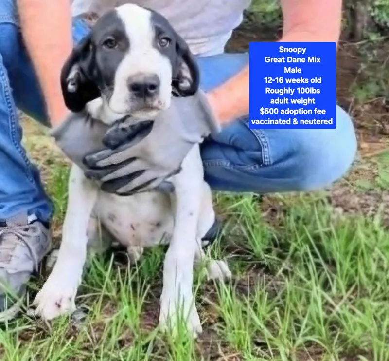 A baby large-sized male Great Dane dog named Snoopy for adoption in Oviedo, FL