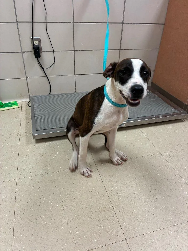 A baby small-sized male Mixed Breed dog named Optimus Prime for adoption in Bossier City, LA