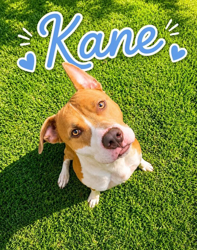 Kane thumbnail 2