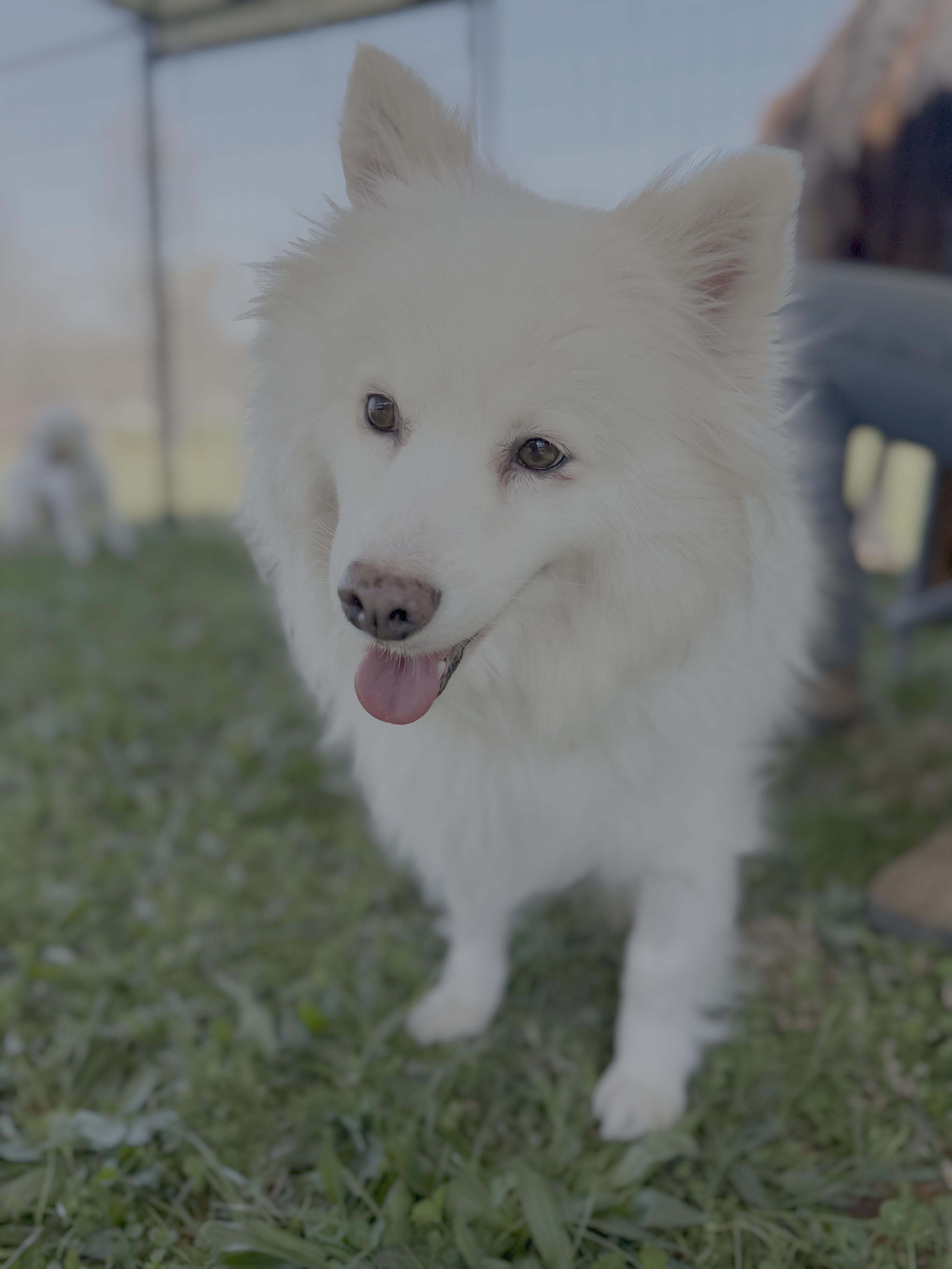 An adult medium-sized female German Spitz dog named Miska for adoption in Knoxville, TN