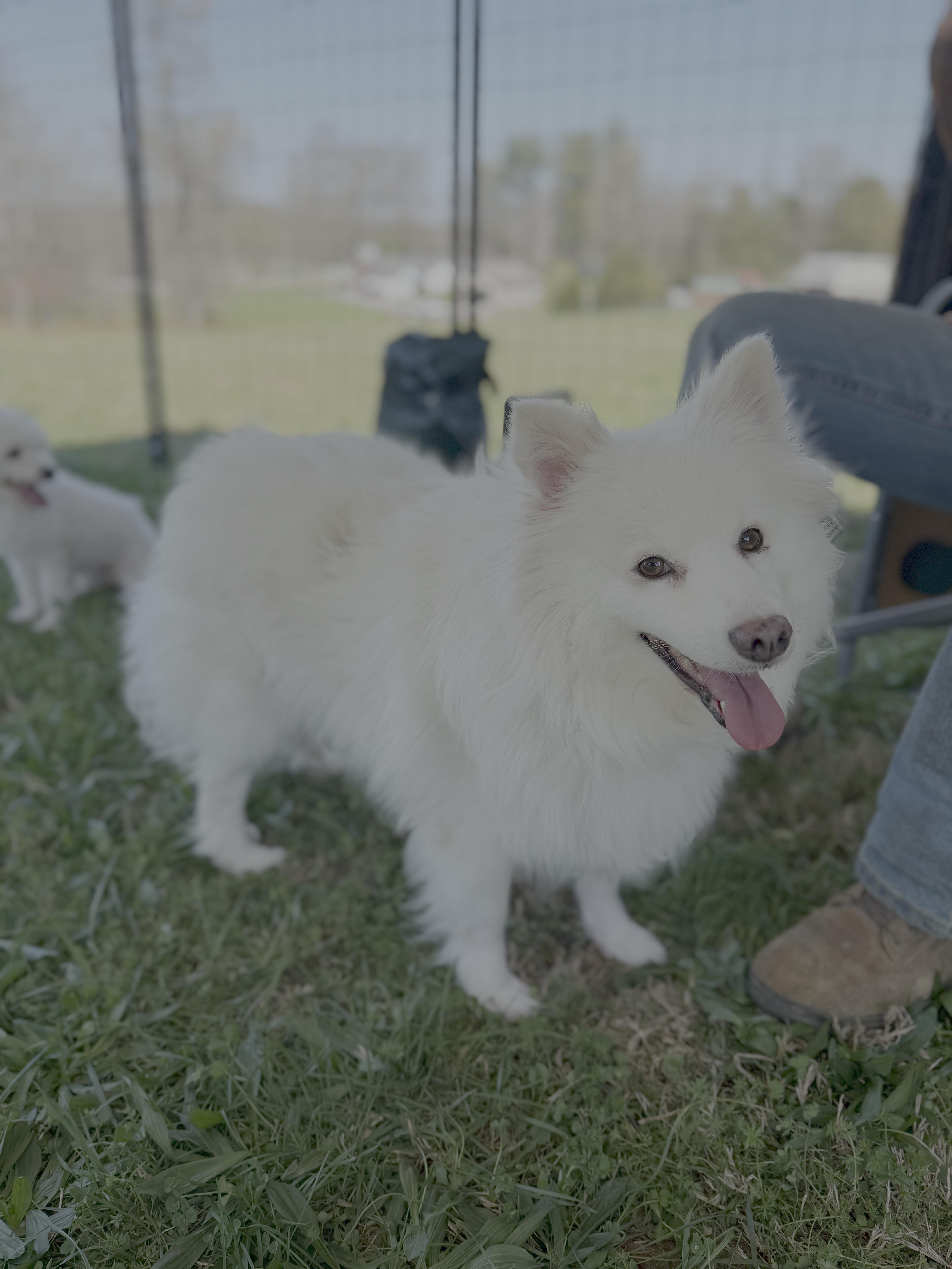 Miska thumbnail 2