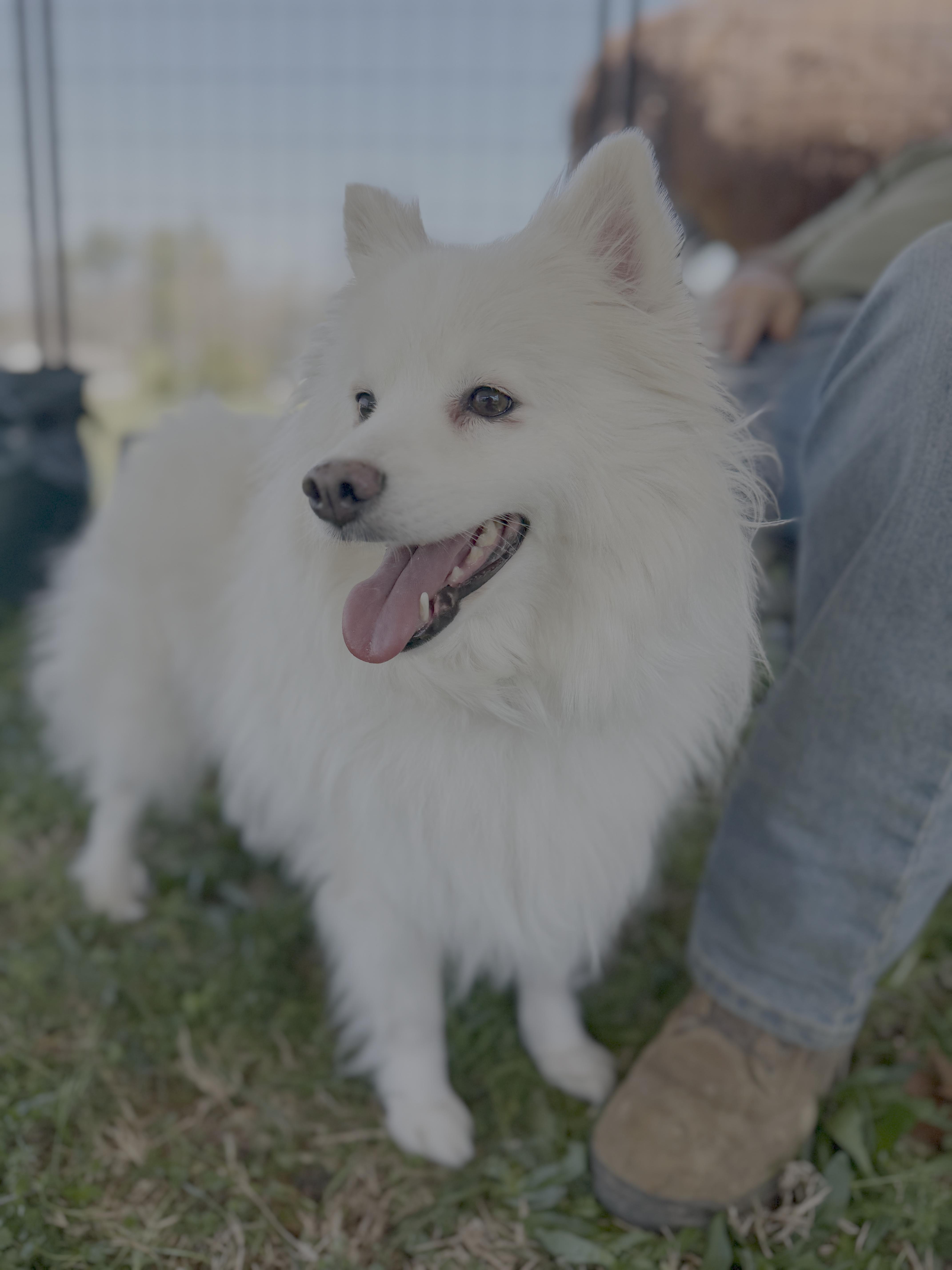 Miska thumbnail 3