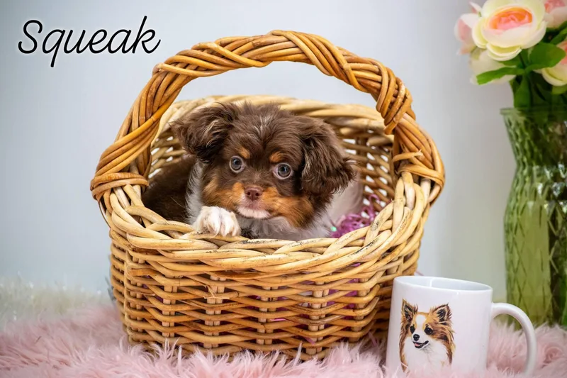 Squeak thumbnail 2