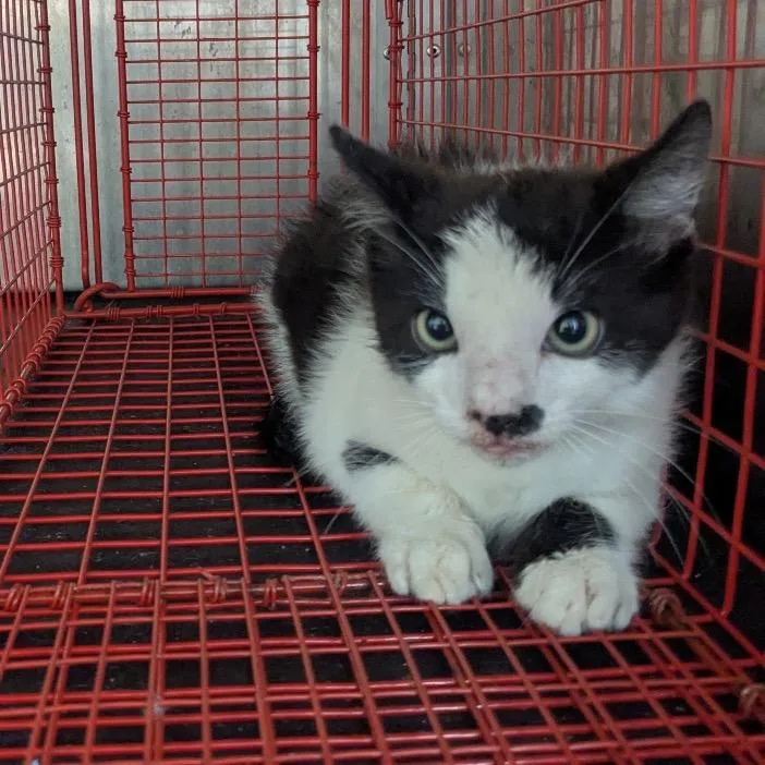 A baby small-sized male Black Domestic Short Hair cat named Hoppin' John for adoption in Birmingham, AL