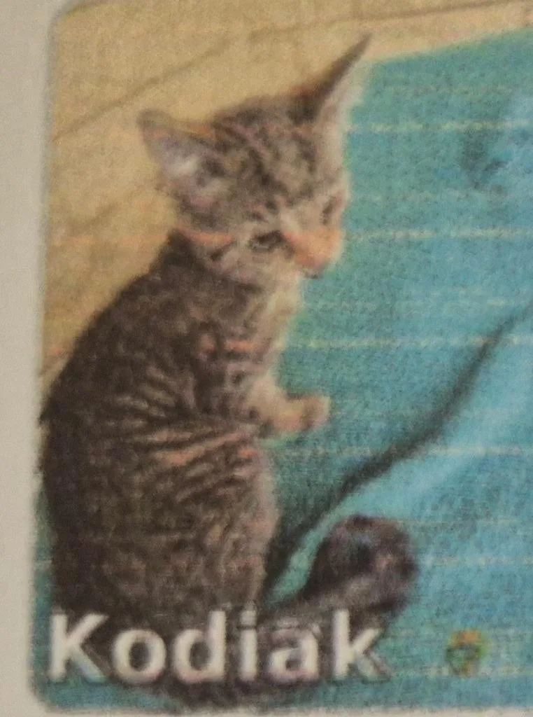 A baby medium-sized female Domestic Short Hair cat named Kodiak for adoption in Pittsboro, NC