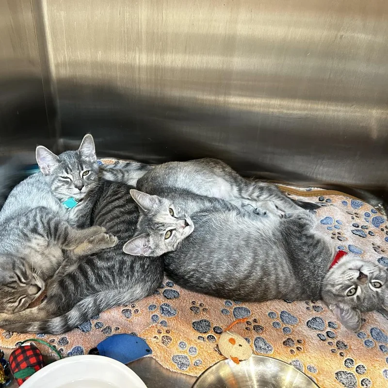 A baby small-sized male Gray / Blue / Silver Domestic Short Hair cat named Jester for adoption in Evanston, IL
