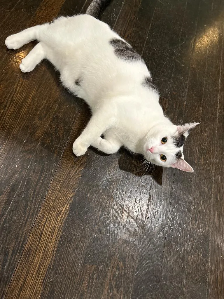 A young medium-sized female Domestic Short Hair cat named Maw for adoption in Pomona, NY