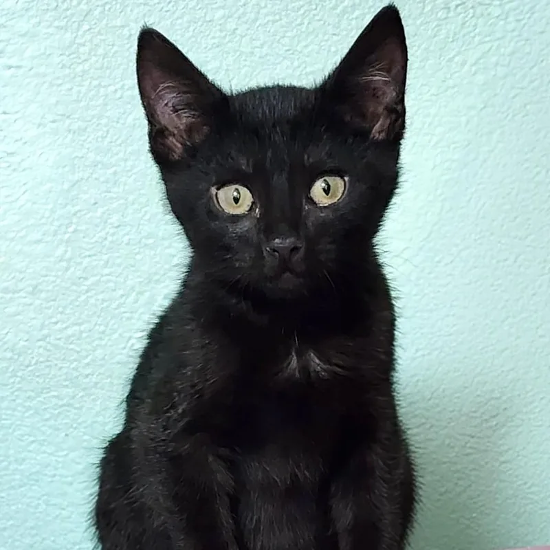 Churu Charlie thumbnail 2