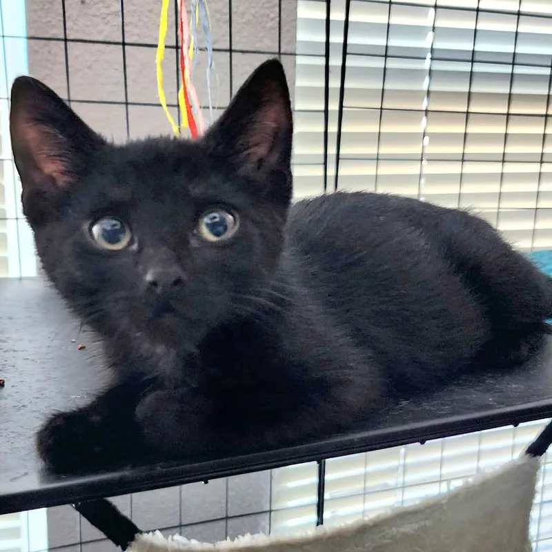 Churu Charlie thumbnail 3