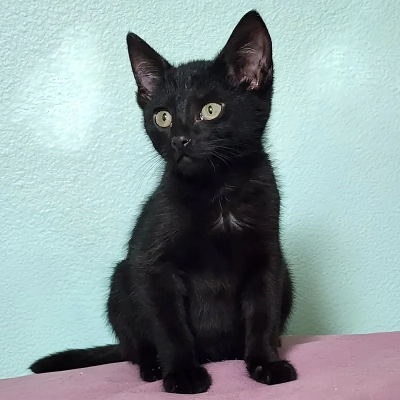 Churu Charlie thumbnail 4