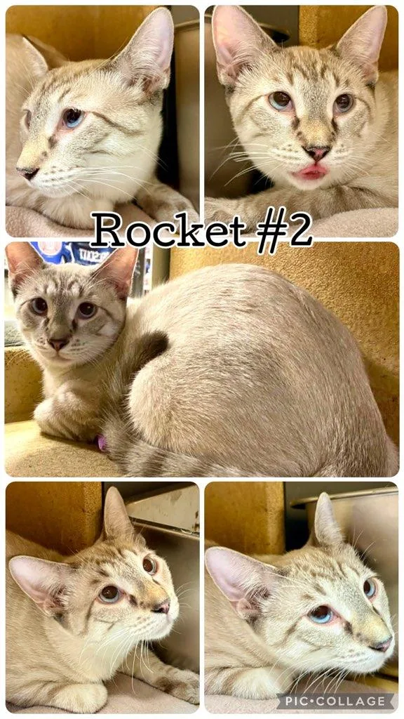 A young medium-sized male Siamese cat named Rocket for adoption in Lawton, OK