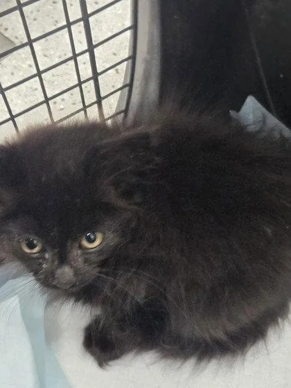A baby small-sized male Black Domestic Long Hair cat named Soot for adoption in Oakland, CA