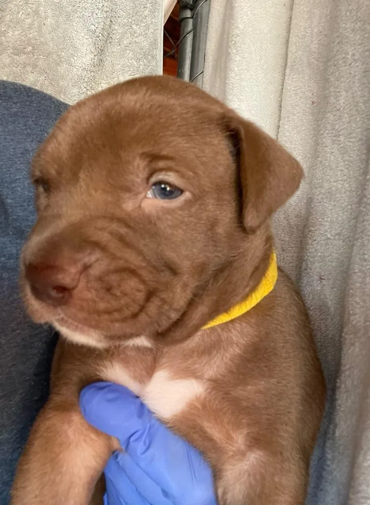 A baby small-sized female Pit Bull Terrier dog named Donna for adoption in Discovery Bay, CA